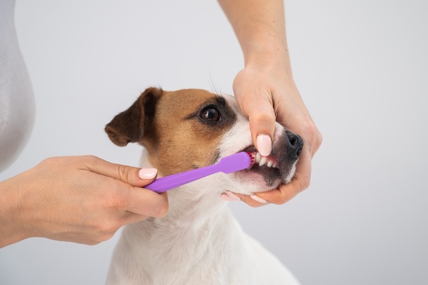 犬や猫の口臭予防の重要性とは？「ビルバック C.E.T ペリエイド デンタルブラシ」のメリットも紹介