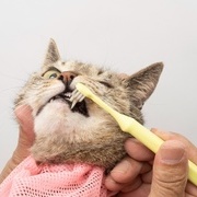 犬や猫の歯のケアを助ける「LIONデンタルシート」特徴を詳しくご紹介！