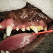 【獣医師監修】犬も虫歯になる？それは歯周病？歯のトラブルと予防法