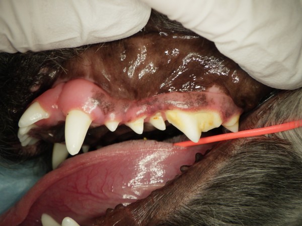【獣医師監修】犬も虫歯になる？それは歯周病？歯のトラブルと予防法