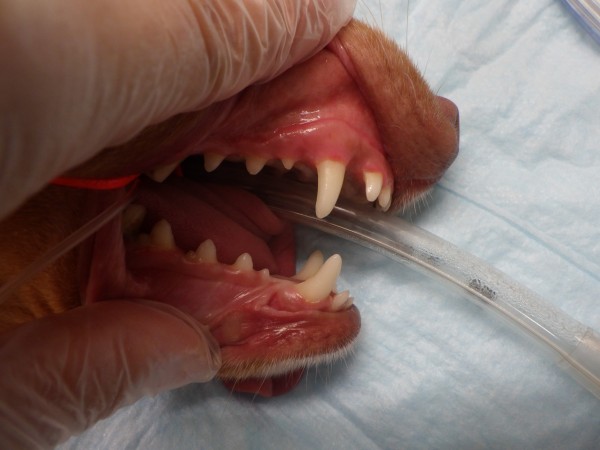 【獣医師監修】愛犬の歯茎が腫れている！歯茎が赤い！その原因と予防