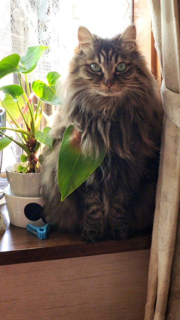 猫ちゃんに危険な観葉植物！